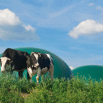 planta de biometano en mitad del campo y unas vacas pastando en la hierba junto a los depósitos estancos