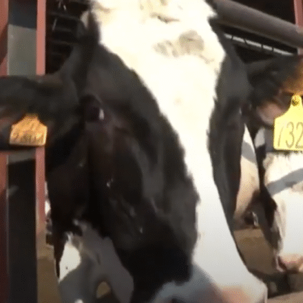 vacas de la Granja Santa María en Lleida con cuyos purines se produce biogás y biometano