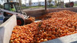 naranjas amargas procedentes de árboles de las calles de Sevilla