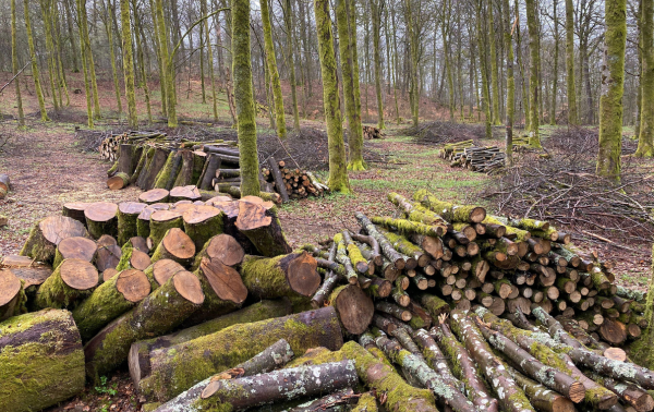 bosque con troncos de madera apilados después de haber cortado y serrado arboles